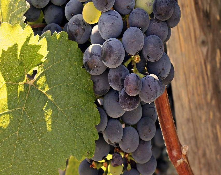 Black grapes